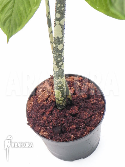 Amorphophallus paeoniifolius