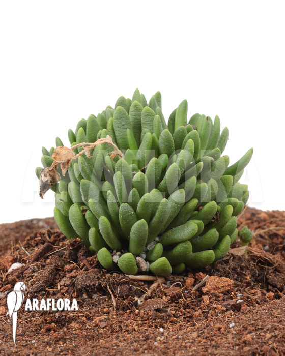 Anacamperos marlothii