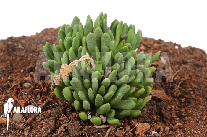 Anacamperos marlothii