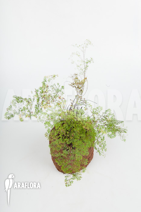 Anemia species tropical