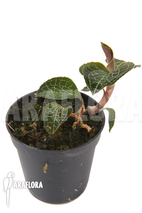 Anoectochilus formosanus ‘S’