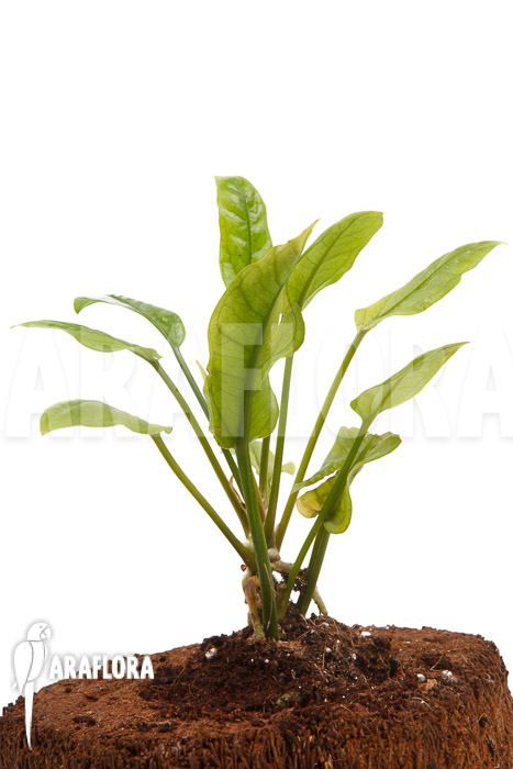 Anthurium Jungle Bush Dwarf &lsquo;S&rsquo;