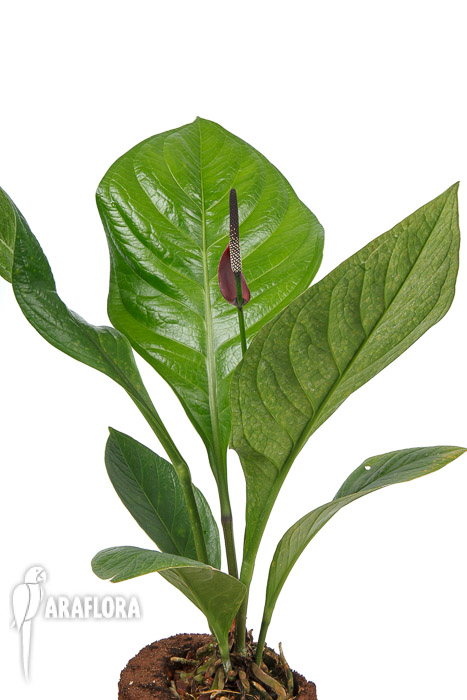 Anthurium ‘Lovely Green’