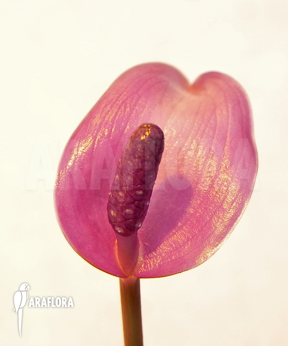 Anthurium amnicola ‘Flower’