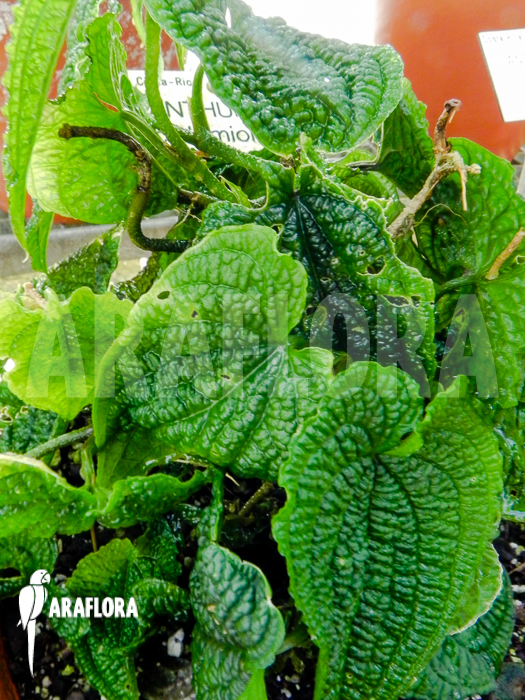 Anthurium clidemioides