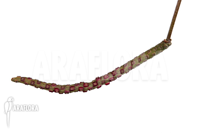 Anthurium gracile ‘XL’