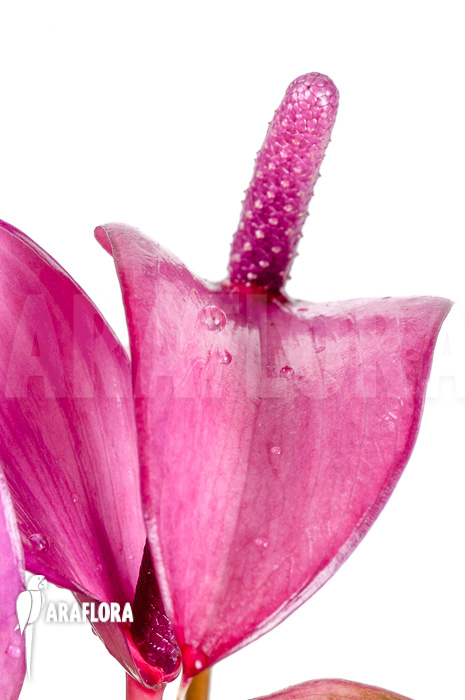 Anthurium mini Purple