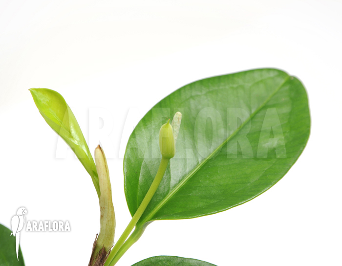 Anthurium obtusum &lsquo;S&rsquo;