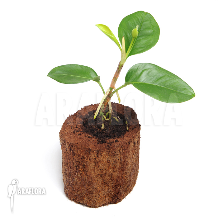 Anthurium obtusum &lsquo;S&rsquo;