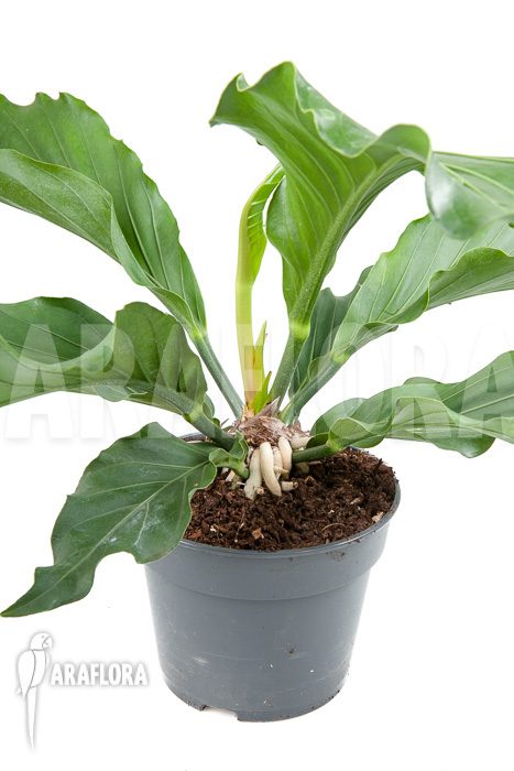 Anthurium plowmannii