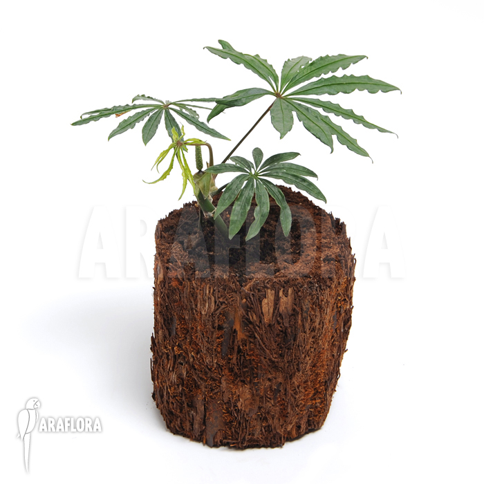 Plant Anthurium polyschistum