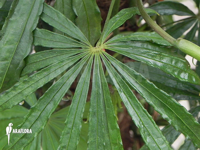 Adult Anthurium polyschistum