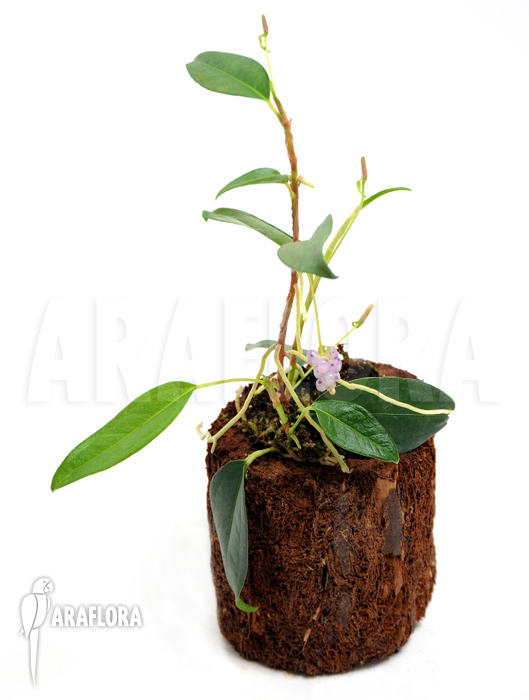 Anthurium scandens var. pumila