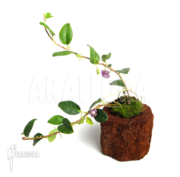 Anthurium scandens var. pumila &lsquo;XL&rsquo;