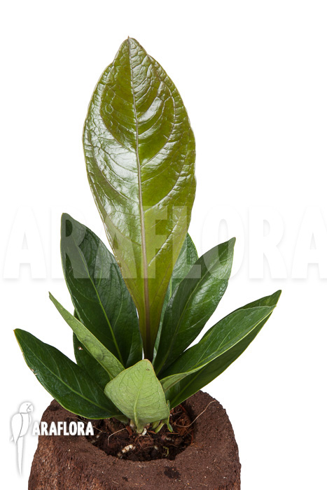 Anthurium sp Narrow