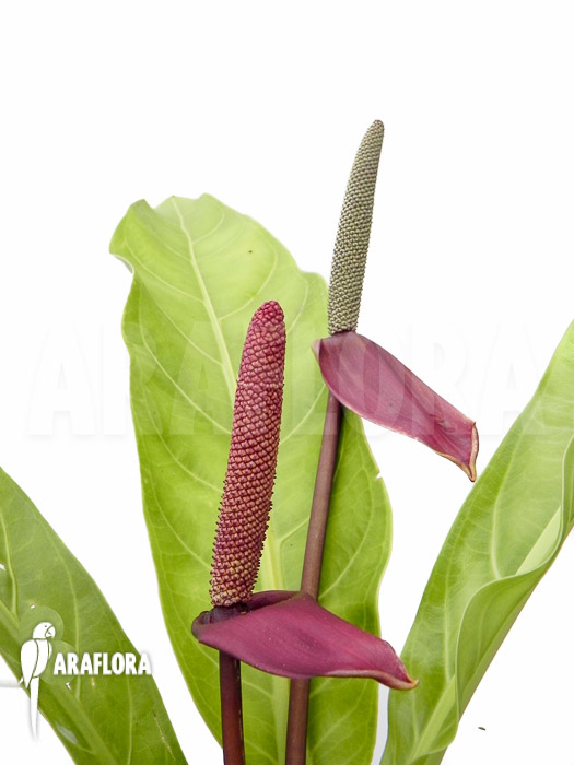 Anthurium species rio dulce guatemala flower