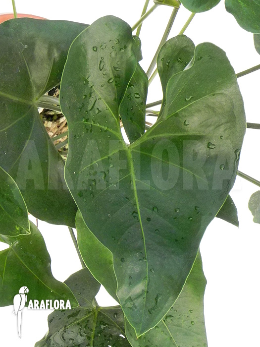 Anthurium species ‘Arrow’