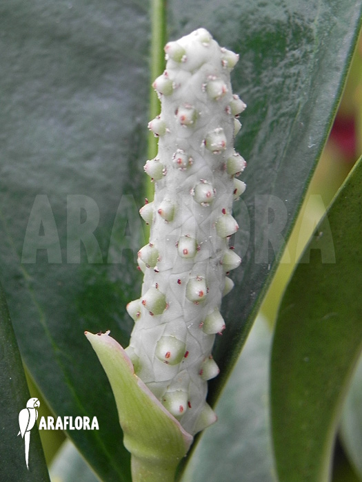 Anthurium obtusum ‘trinerve’