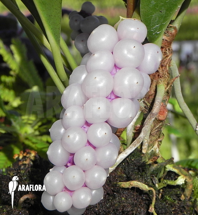 Anthurium obtusum ‘trinerve’