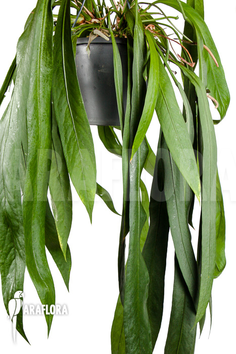 Anthurium vittarifolium “XL”