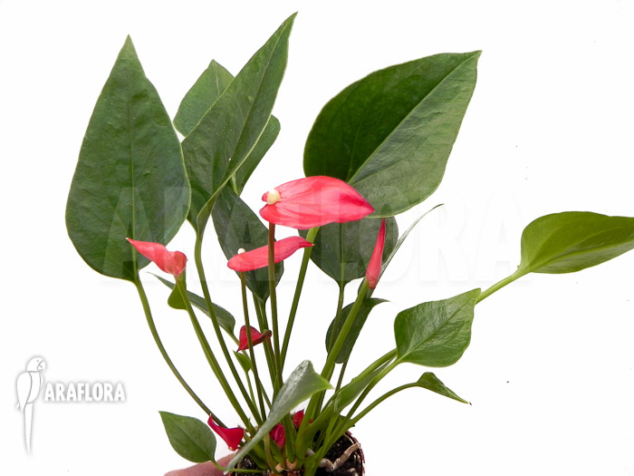 Anthurium x Mini jungle