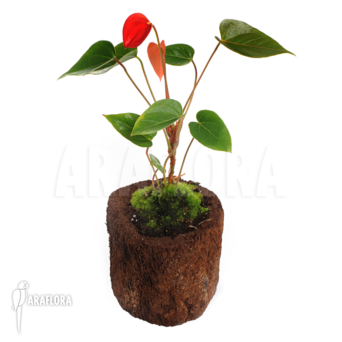 Anthurium x ‘Araflora Jungle’