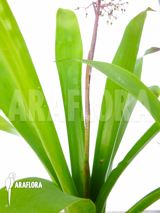 Araeococcus-micranthus-5