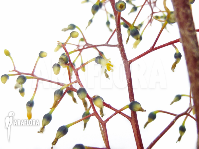 Araeococcus-micranthus-6