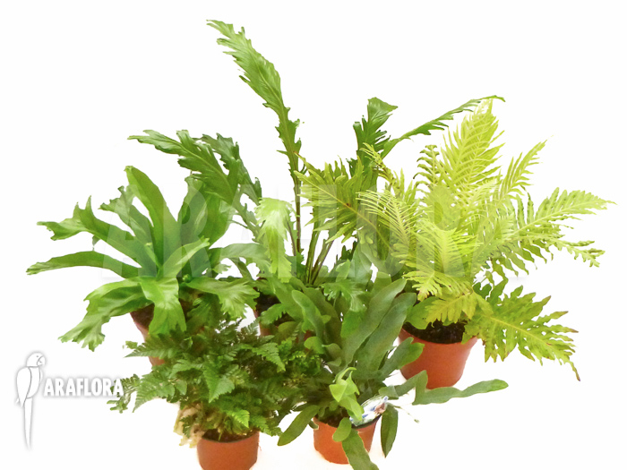 Araflora XL ferns Starter package