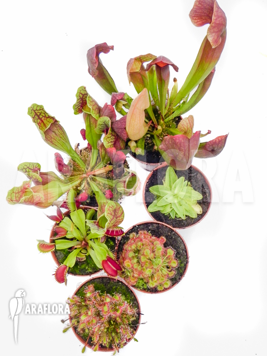 Araflora XL outdoor winterhardy carnivorous plants