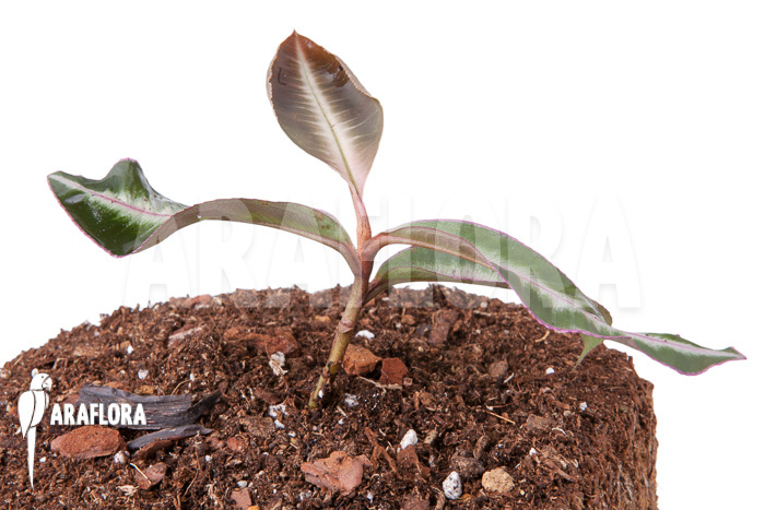 Ardisia sp Thailand’ Lined’