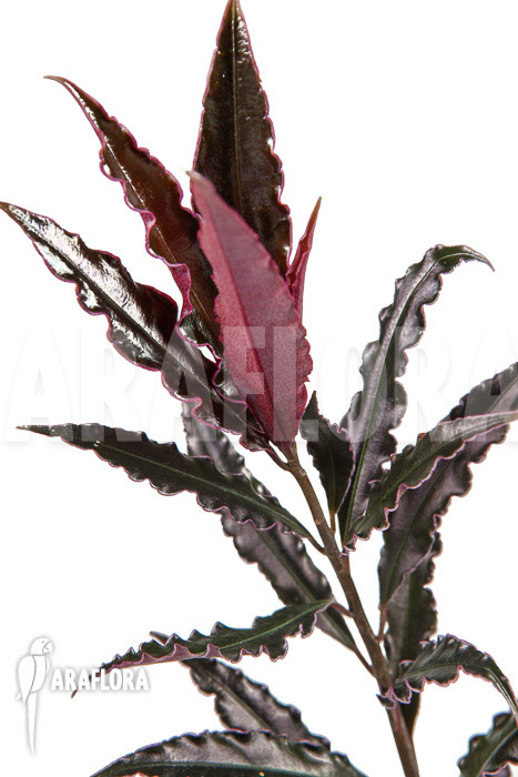 Ardisia sp ‘pink’