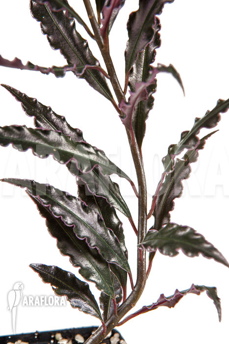 Ardisia sp ‘pink’