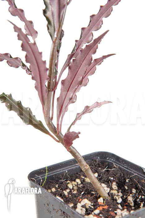 Ardisia sp ‘pink’