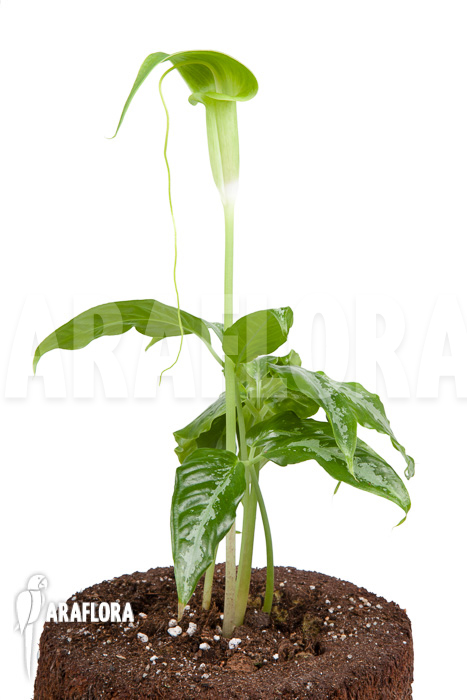 Arisaema filiforme ‘Borneo’