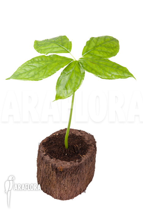 Arisaema filiforme ‘Java’