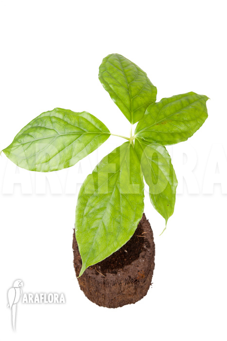 Arisaema filiforme ‘Java’