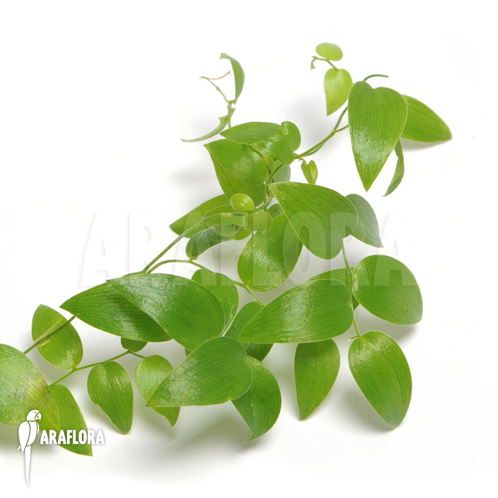 Asparagus asparagoides