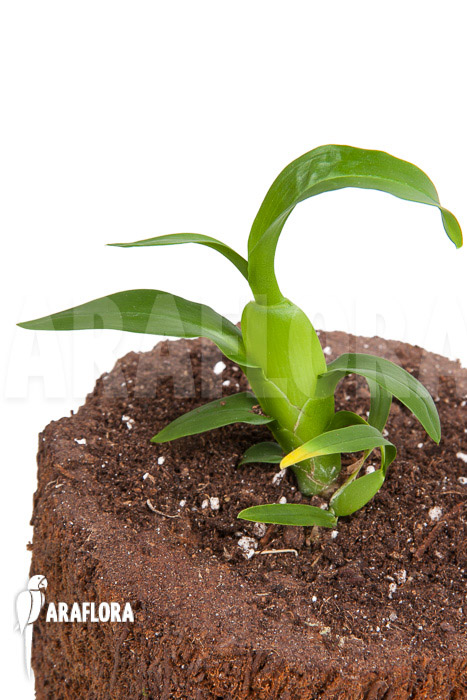 Aspasia lunata ‘starter’