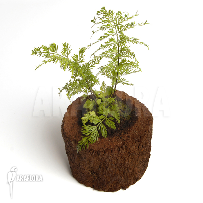 Asplenium daucifolium