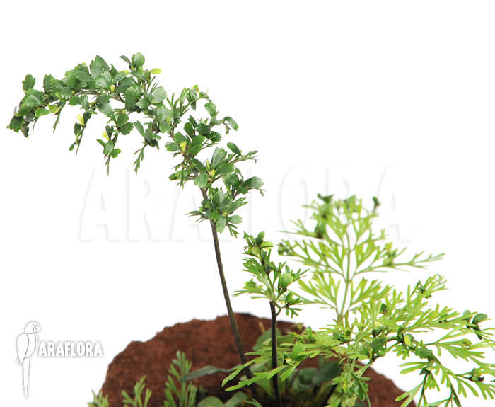 Asplenium daucifolium