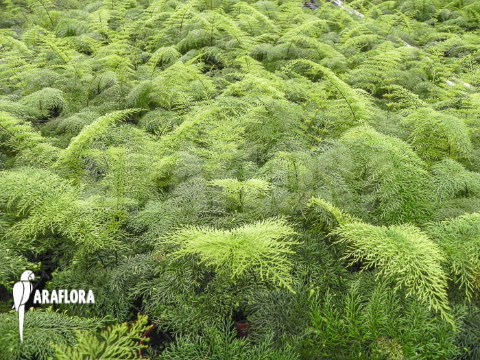 Asplenium daucifolium