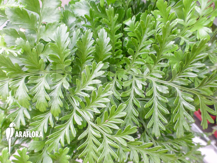 Asplenium dimorphum x difforme
