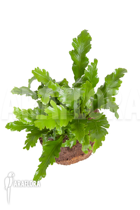 Asplenium nidus ‘Campio’