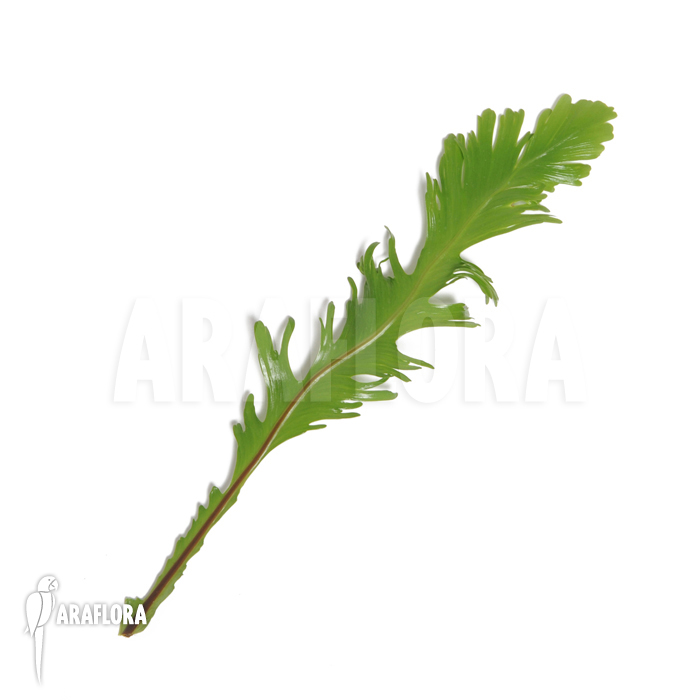 Asplenium nidus var. fimbriatum
