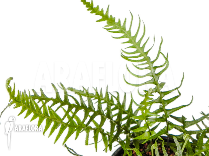 Asplenium x ebenoides
