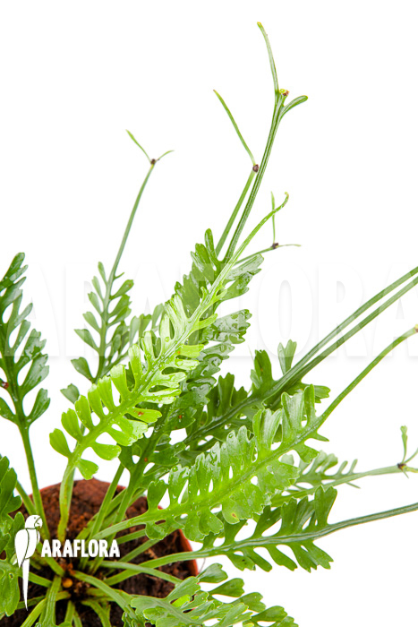 Asplenium x kenzoi