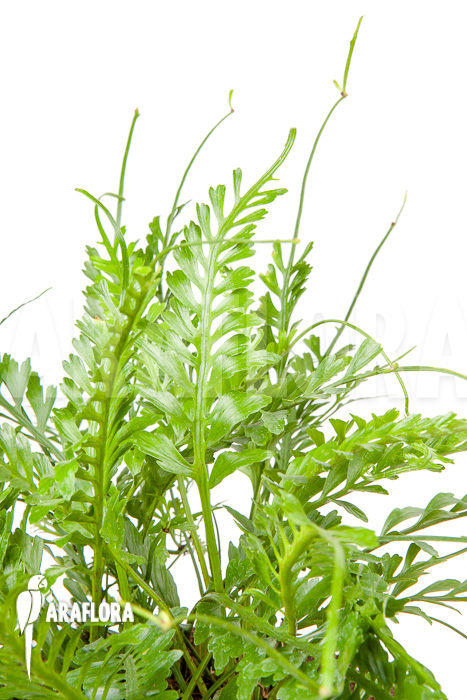 Asplenium x kenzoi L