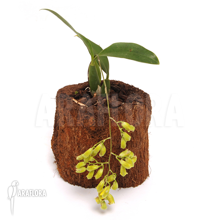 Baptistonia echinata