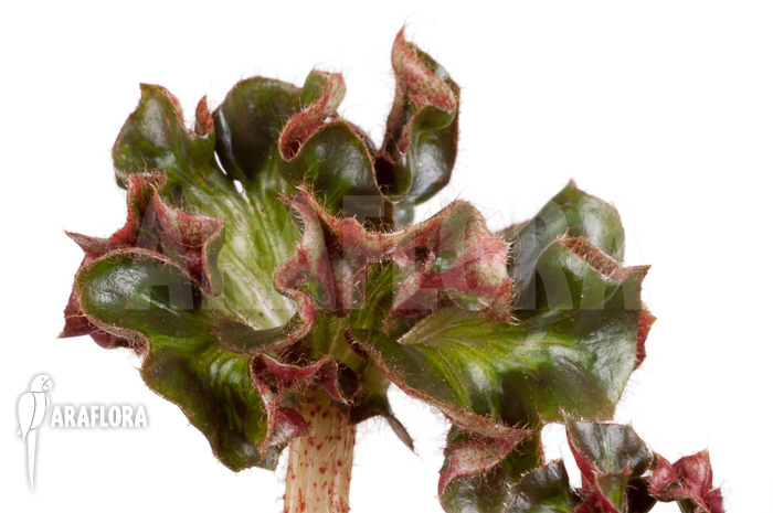 Begonia ‘Cathedral’ ‘Starter’